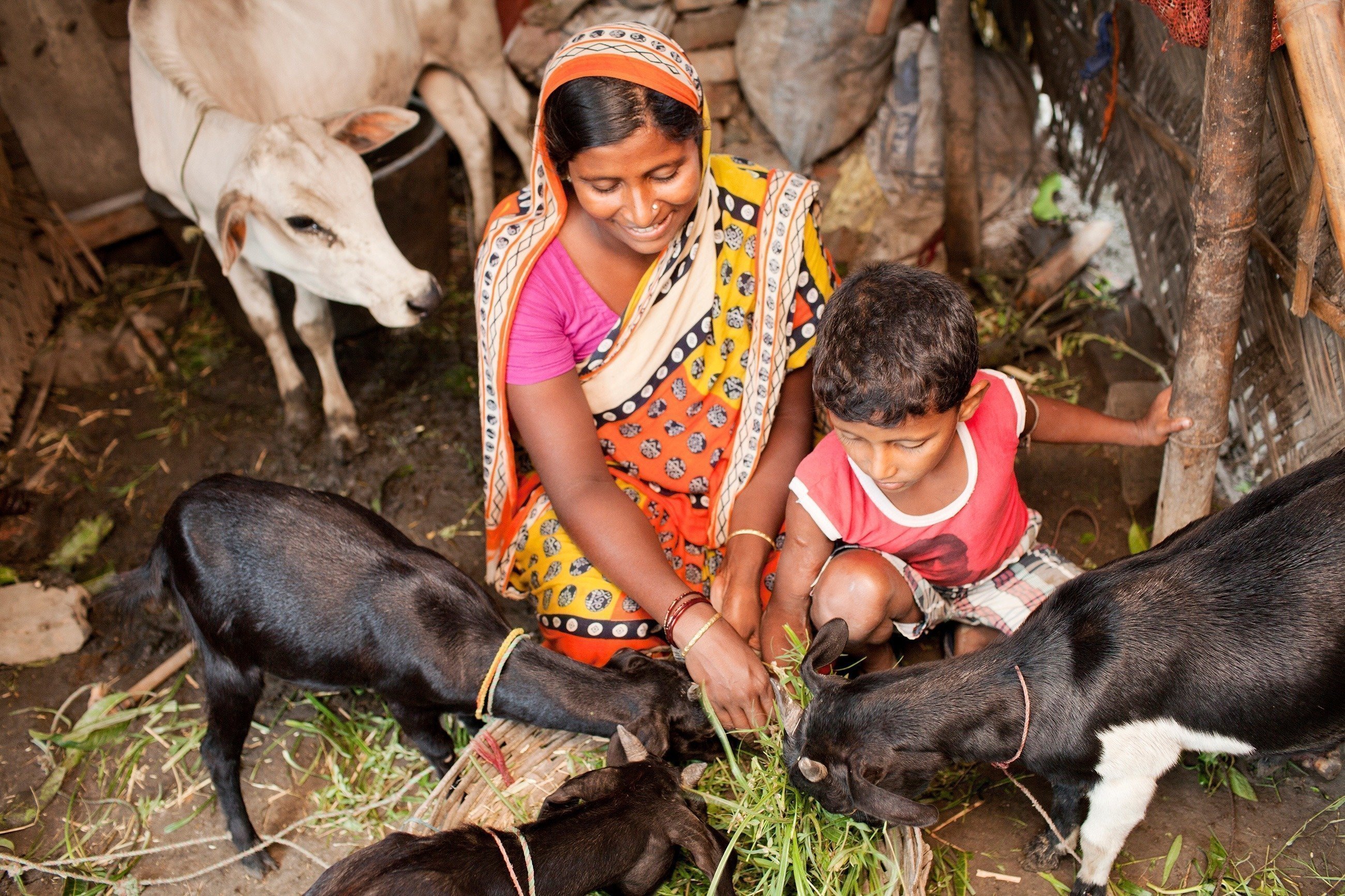 Eine Mutter füttert mit ihrem Sohn das Vieh.