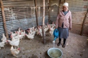Hühnerzucht in Lesotho