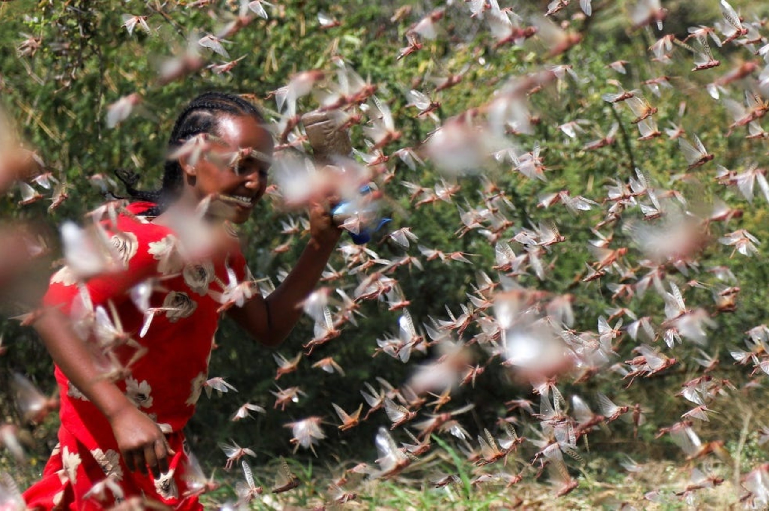 Invasion de criquets en Ethiopie.